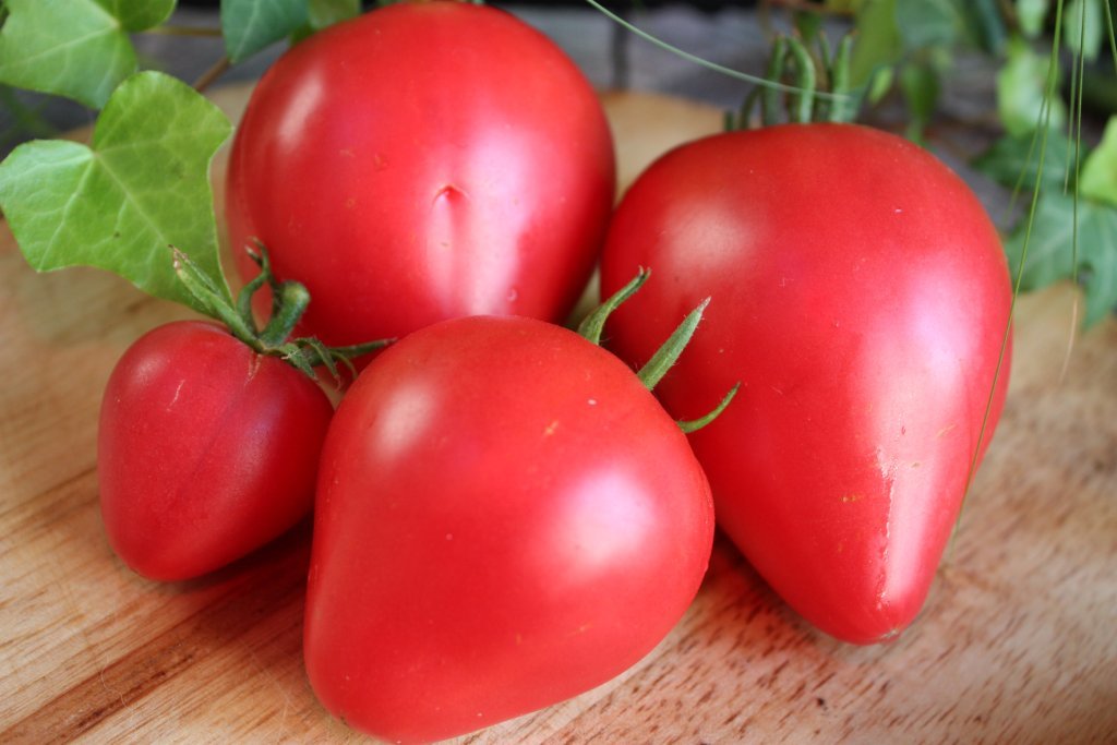 Zemeņu tomāts (stāds bez podiņa)