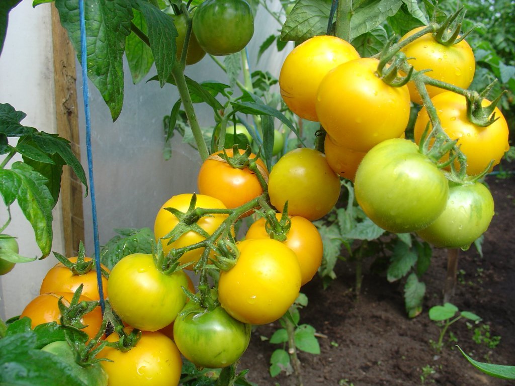 Ziemeļu dzeltenais (tomātu sēklas)