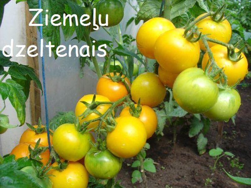 Ziemeļu dzeltenais (tomātu sēklas)