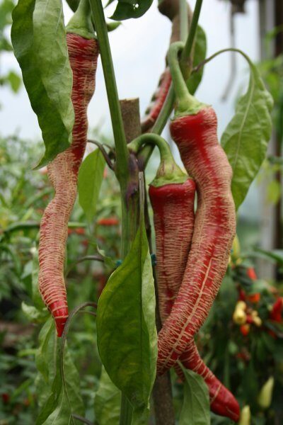 Ziloņa snuķis (4*) (asā pipara stāds podiņā)