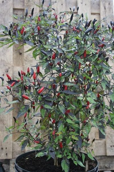 Zimbabve Black (6*) (asā pipara stāds podiņā)