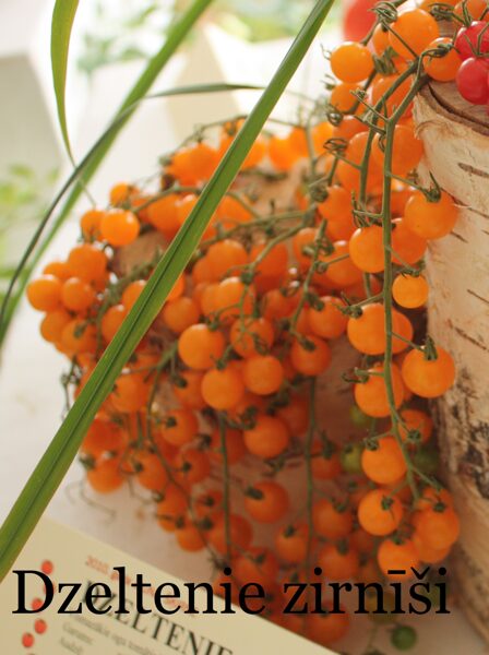 Dzelteni zirnīši (tomātu sēklas)