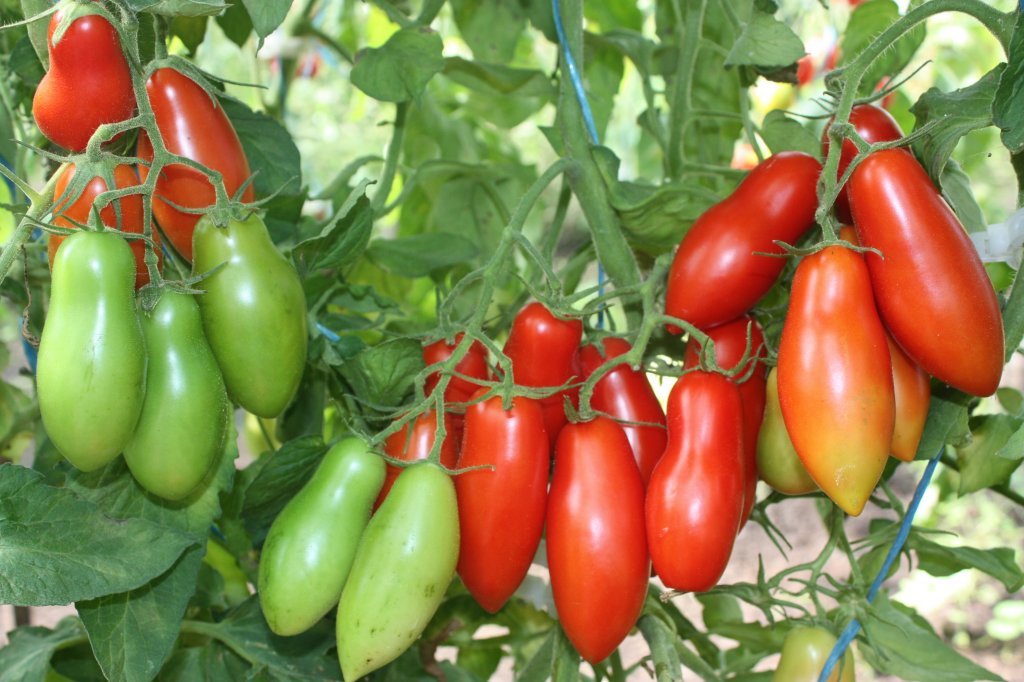 Plūmīte Ziska (tomātus sēklas)